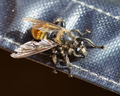 Laphria fernaldi