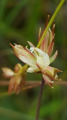Juncus stygius americanus