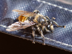 Laphria fernaldi