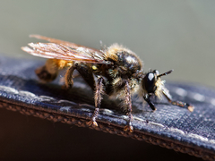 Laphria fernaldi