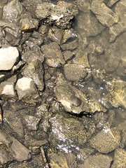 Apalone spinifera