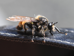 Laphria fernaldi