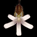 Goodenia cycnopotamica - Photo (c) Kevin Thiele，保留部份權利CC BY