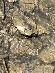 Apalone spinifera