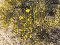 Acacia rigens