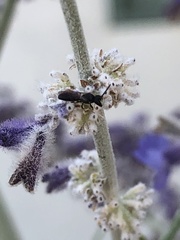Hylaeus