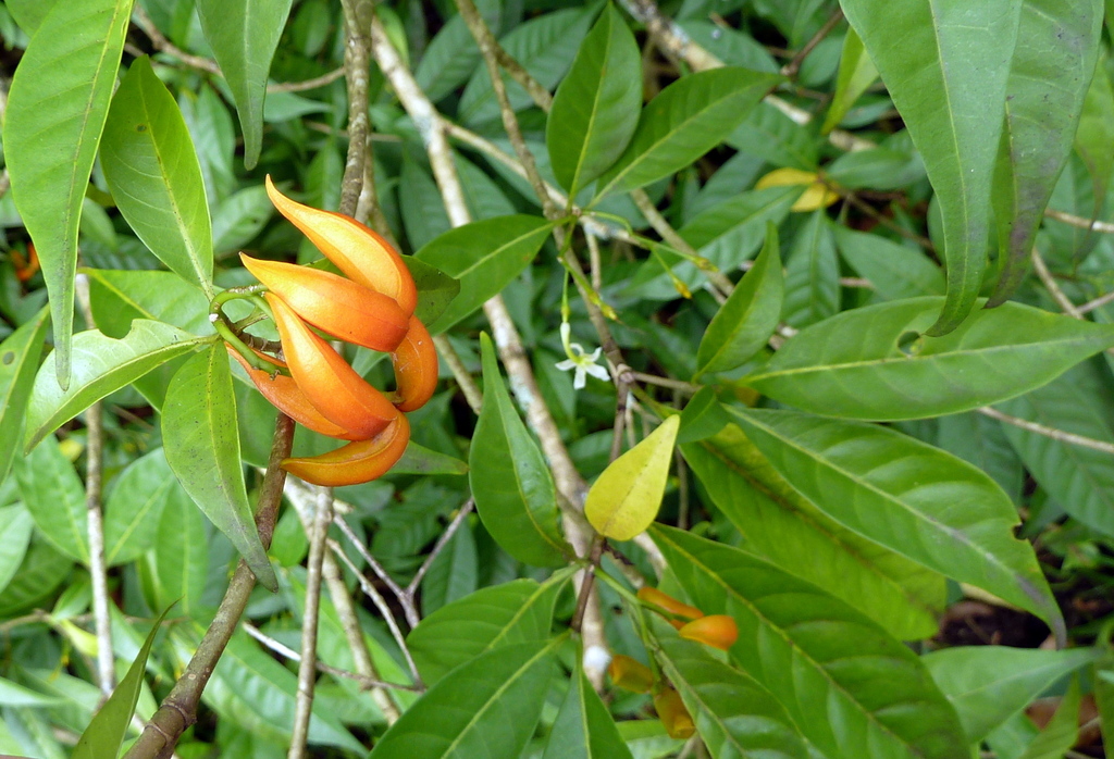 Eastern Gondola Bush