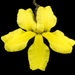 Goodenia concinna - Photo (c) Kevin Thiele, some rights reserved (CC BY)