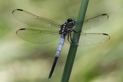 Cannaphila insularis