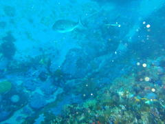 Chirodactylus grandis