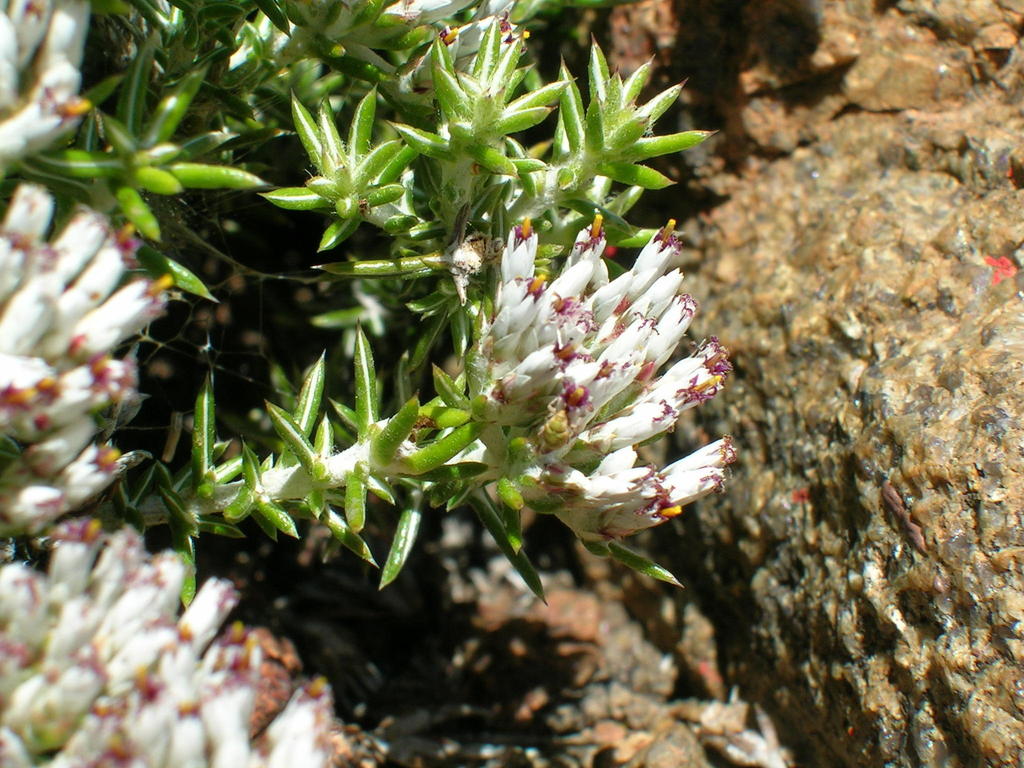 Namaqua Blombush