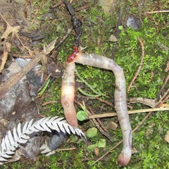 Aporrectodea caliginosa