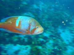 Chrysoblephus laticeps