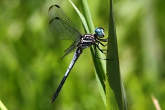 Cannaphila insularis