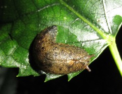 Pseudaneitea