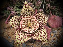 Orbea variegata