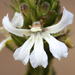 Coopernookia strophiolata - Photo (c) Kelly Shepherd, algunos derechos reservados (CC BY-NC)