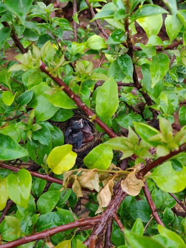 Red-vented Bulbul (Pycnonotus cafer), photo 6