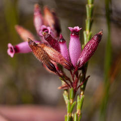 Erica cristata