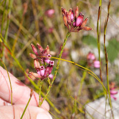 Erica cristata