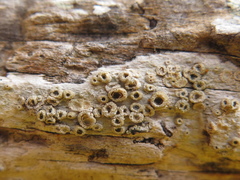 Thelotrema
