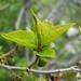 Prunus brigantina - Photo (c) H Brisse (upload by Abalg),  זכויות יוצרים חלקיות (CC BY-SA)