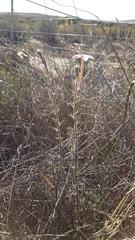 Oxalis hirta tubiflora