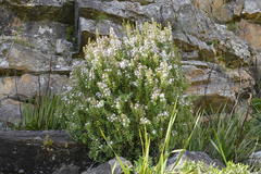 Agathosma crenulata