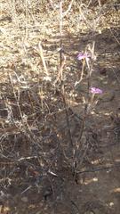 Oxalis hirta tubiflora