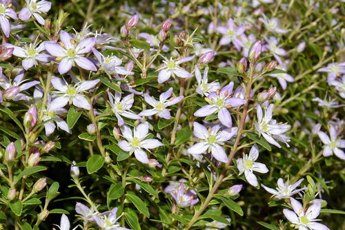 Agathosma serratifolia