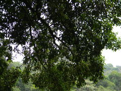 Garcinia gummi-gutta