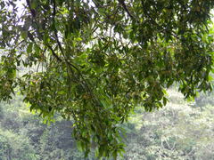 Garcinia gummi-gutta
