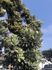 Pittosporum crassifolium