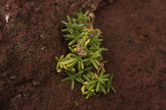 Spergularia azorica