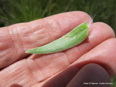 Helichrysum mixtum mixtum