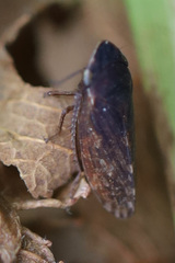 Aphrodini