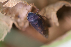 Aphrodini
