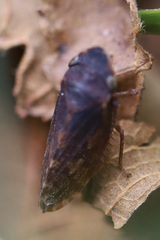 Aphrodini