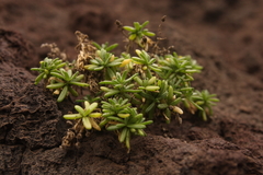 Spergularia azorica