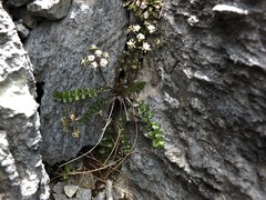 Gingidia decipiens