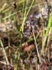 Xyris montana