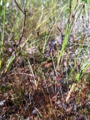 Xyris montana