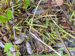 Xyris montana