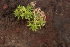 Spergularia azorica