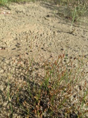 Juncus pelocarpus