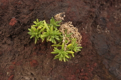 Spergularia azorica