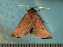 Drepanogynis villaria