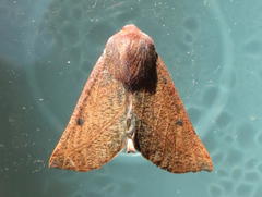 Drepanogynis villaria