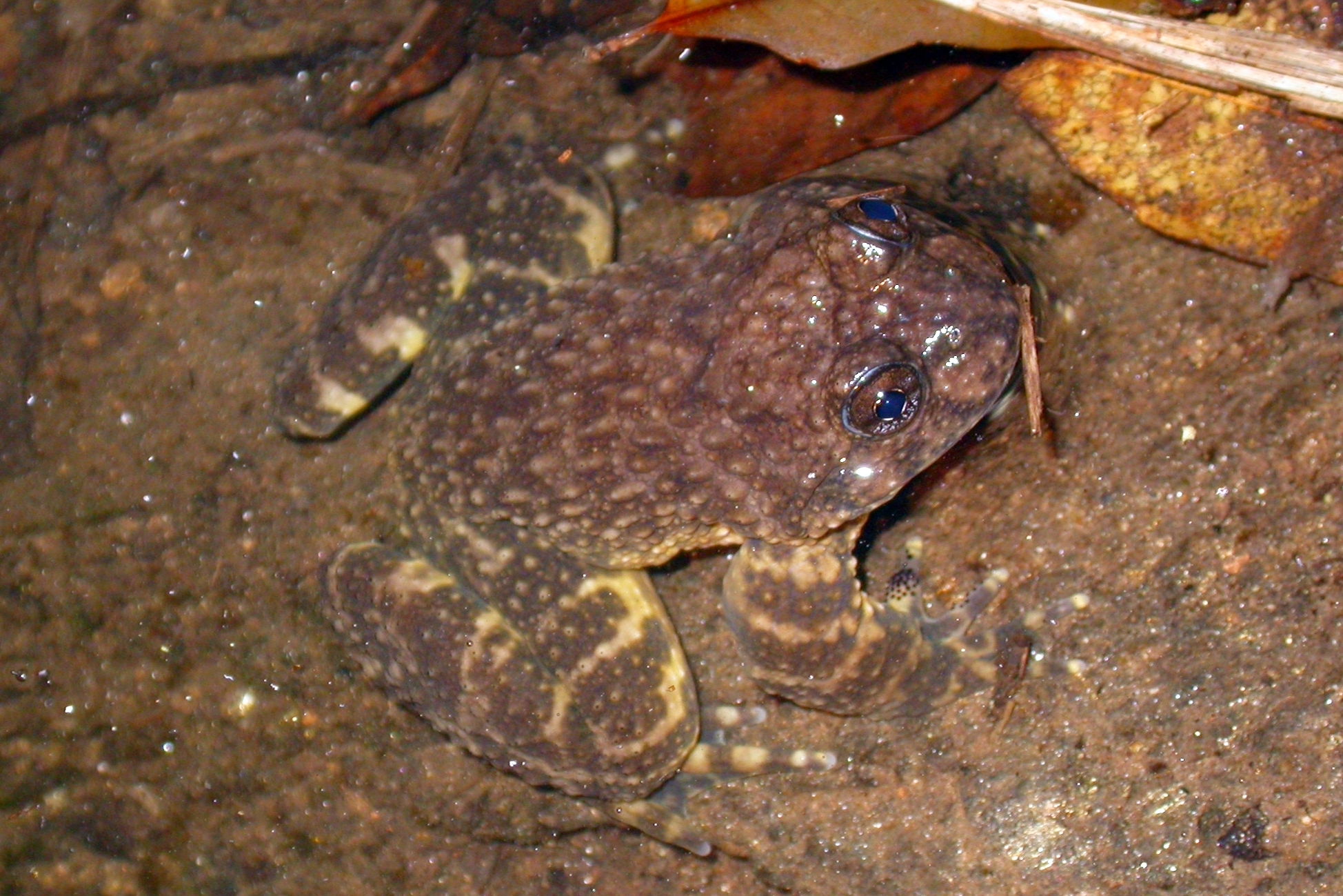 Nanorana yunnanensis (Anderson, 1879)