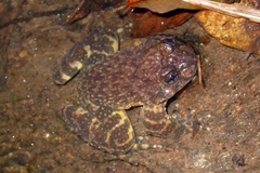 Yunnan Mountain Frog photo 2
